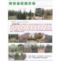 金旺园艺场 南京雪松基地 南京雪松价格 雪松绿化树 雪松图片
