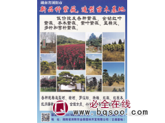新品种紫蔽 造型紫薇树基地 紫薇盆景 浏阳市金豪园林图1