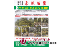 4-22公分黄山栾树 栾树价格 东台南燕苗圃 栾树绿化树价格图1