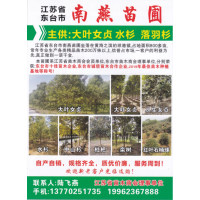 4-22公分黄山栾树 栾树价格 东台南燕苗圃 栾树绿化树价格