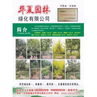 华夏园林绿化有限公司 9-15公分白蜡树 精品白蜡行道树