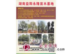 益阳市永隆苗木基地 15-25公分香樟容器苗 大规格香樟树图1