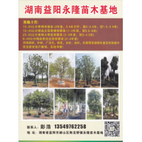 益阳市永隆苗木基地 15-25公分香樟容器苗 大规格香樟树