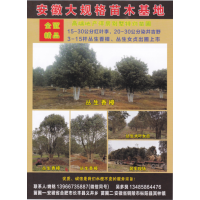 15-30公分红叶李 红叶李 合肥佳洲园林绿化有限责任公司