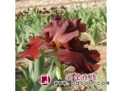 基地耐寒宿根花卉 血石鸢钵苗尾美化观赏 宏运花卉 鸢尾苗图1