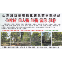 山东潍坊景观绿化蔬果药材配送站 各种规格七叶树 七叶树基地