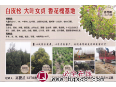 武陟县德海种植合作社 香花槐基地 3-8公分香花槐5万棵现货图1