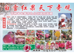 长春市九台区诚信苗圃 李子苗 大晚李子苗 九台晚李苗 吉红李图1