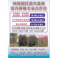 西湖垂柳、青皮垂柳 金丝垂柳、速生垂柳 尉氏县大森林花卉