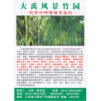 大禹风景竹园 各种品种竹子供应 毛竹 旱竹  龟甲竹苗大量