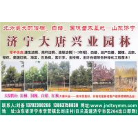 济宁大唐兴业园林 18-22公分产地白蜡 精品白蜡树 白蜡