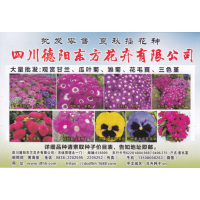 四川德阳东方花卉有限公司 大量花卉种子 瓜叶菊种子 雏菊种子