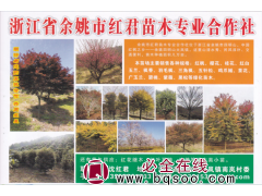 余姚市红君苗木专业合作社 杭州红枫基地 精品红枫 红枫造型树图1