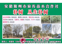 安徽滁州市家传苗木 30-100公分丛生朴树 大规格朴树价格图1