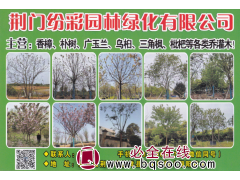 荆门纷彩园林绿化有限公司 湖北香樟 大规格香樟基地 香樟图片图1