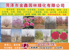 国槐5-30公分，大规格国槐 山东国槐基地 菏泽金鑫园林图1