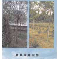 曹县国峰园林，国槐，北栾，石楠球