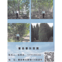 曹县曹东苗圃，白蜡，南栾，五角枫，合欢，