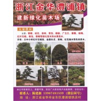 金华建新绿化苗木场 金华广玉兰 广玉兰造型树 广玉兰大树价格