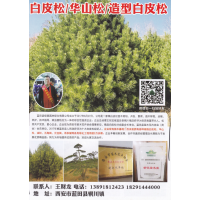 蓝田县绿奥园林绿化有限公司，华山松，造型白皮松