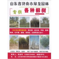 济南市绿龙园林基地 柳树 馒头柳 速生柳价格 山东柳树价格表