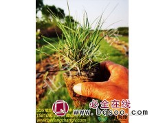 北京野牛草地栽苗基地批发供应图1