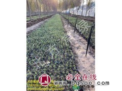 北京野牛草地栽苗基地批发供应图3