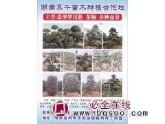 湖南赛千苗木种植合作社 罗汉松 罗汉松大树 罗汉松造型树价格图1