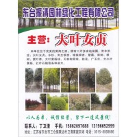 专供大叶女贞1-26公分 东台女贞基地 大叶女贞价格表