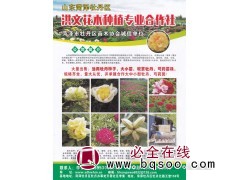 洪文花木 菏泽牡丹 芍药基地 牡丹花苗批发 牡丹苗价格表图1