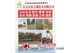 春之翼苗木 江苏苗木基地 东台女贞 大叶女贞价格表 大叶女贞图1