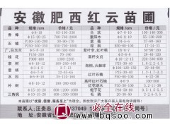 安徽肥西红云苗圃 8-10公分香樟 合肥香樟基地 香樟价格表图1