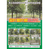 汶上县金桥苗木种植农民专业合作杜，金叶复叶槭