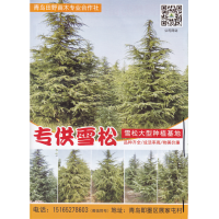 青岛田野苗木专业合作社、雪松、青岛雪松