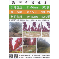 潍坊星汉苗木种植有限公司，小叶垂丝，潍坊小叶垂丝