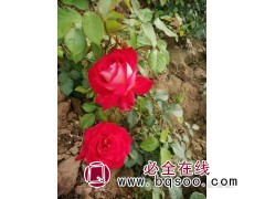 定州翠宁轩苗木花卉种植有限公司 月季花苗 河北月季基地 月季图1