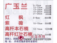 常州市颖超苗圃基地、广玉兰图1