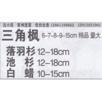 江苏省小良三角枫基地 精品三角枫 三角枫价目表