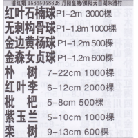 江苏镇江红叶石楠球苗圃 红叶石楠球价目表 精品红叶石楠球