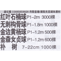 江苏镇江朴树苗圃基地 精品朴树 朴树价目表