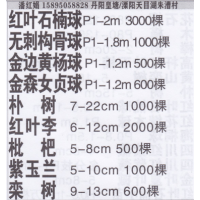 江苏镇江红娟苗圃 红叶李基地 精品红叶李 红叶李价目表