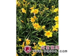 鞍山金娃娃萱草 玉簪葱兰鸢尾宿根花卉花坛摆字组合 宏运花卉图1