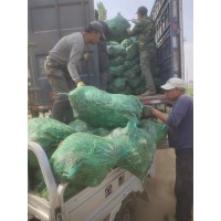 鞍山血石鸢尾 水生植物湿地 河道公园水体绿化 宏运花卉基地