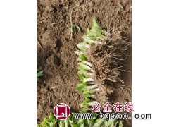 鞍山血石鸢尾 水生植物湿地 河道公园水体绿化 宏运花卉基地图3