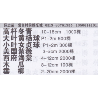 常州志荣苗圃基地 高杆冬青 高杆冬青价目表