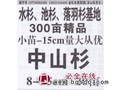 江苏省水杉池杉落羽杉基地  中山杉价目表 精品中山杉图1