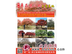 浙江单品鸡爪槭大型基地 鸡爪槭价目表 精品鸡爪槭图1