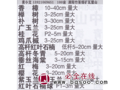 溧阳市绿化苗木大型基地 香樟 香樟价目表图1