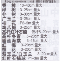 溧阳市绿化苗木大型基地 香樟 香樟价目表