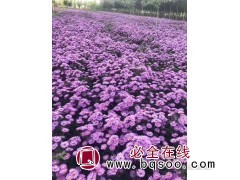 荷兰菊 栽培地区广泛/花坛花境 片植丛植盆花种植 宁和花卉图1